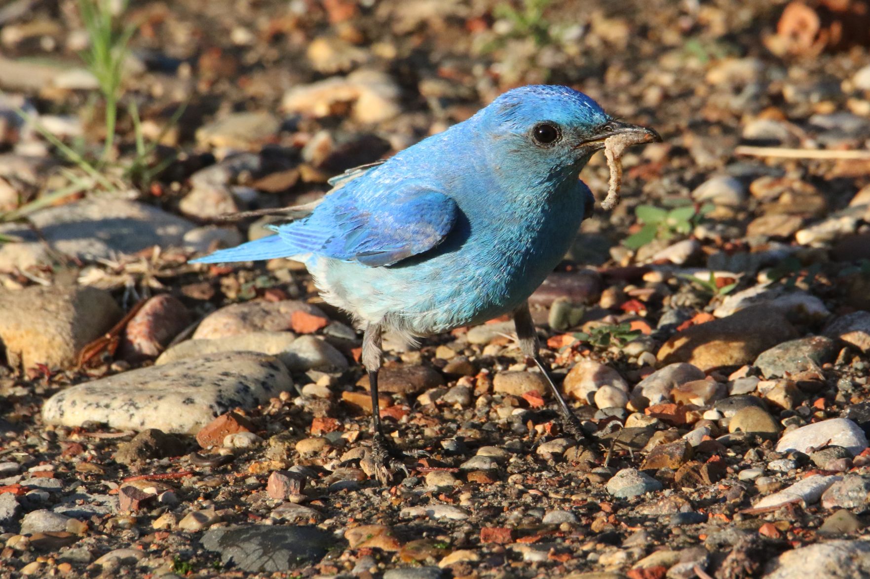 Mountain Bluebird